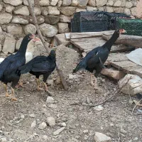 مرغ و خروس لاری
