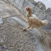 مرغ تخم گذار