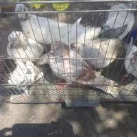 کفتر|پرنده|کهنوج, |دیوار