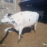 گاو