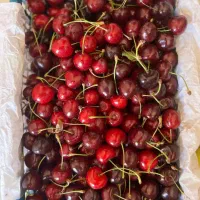 گیلاس شیرین درشت