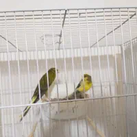 جفت قناری با جوجه فروشی