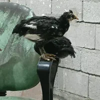 جوجه ۵۰ روزه با بهترین نژاد گلین لری و برهما