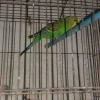 معاوضه مرغ عشق نر با مرغ عشق ماده
