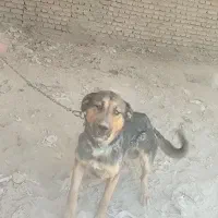 سگ میکس روتفایلر
