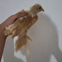 جوجه برهما ۱ ماهه واکسن خورده