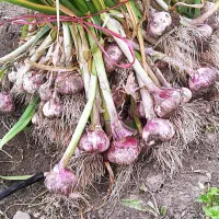 فروش سیر قرمز|خوردنی و آشامیدنی|انگوت, |دیوار
