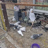 کبوتر ساعت سنگین پرش