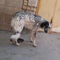 سگ دالمیشن