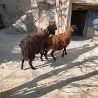 گوسفند جوان