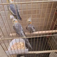 عروس هلندی مولد