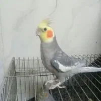 عروس هلندی
