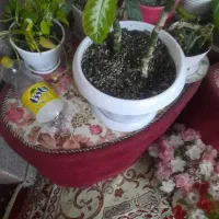 میز عسلی