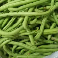 لوبیا سبز تازه چین / پنجشنبه آماده تحویل