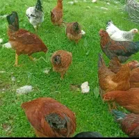 فروش مرغ و خروس