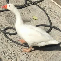 غاز سالم و سرحال