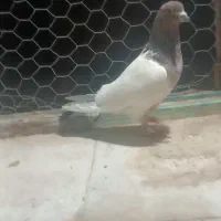 نر کله قرمز مهر
