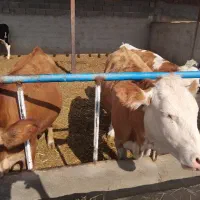 گوساله