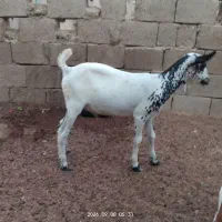 کهره نری ۵ماهه نقشی
