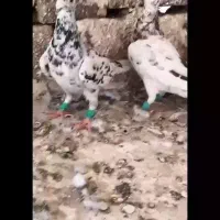 سرورهفترنگ سرورسیاه ماه