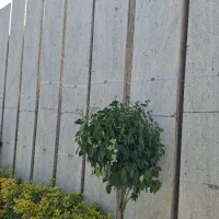 سنگ تراورتن خام قیمت مناسب