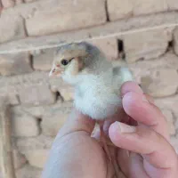 جوجه مرغ گلین