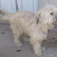 سگ پا کوتاه