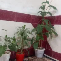 ۳ عدد گلدان