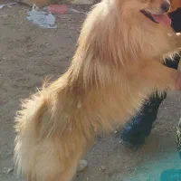 پامر نروماده روباهی اصل