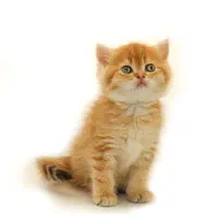بریتیش لوکس و خرسالو