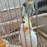 عروس هلندی