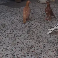 ۳عددماده‌درجه‌۱‌‌(ماده‌گوره‌بفروش‌رفت)