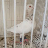جفت کفتر کبوتر
