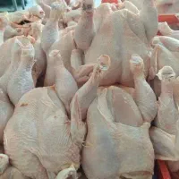 مرغ کامل غذای سگ و گربه