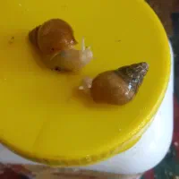 حلزون