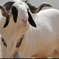 پخش و فروش گوسفند زنده در تمامی نقاط تهران