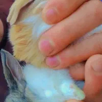 بچه خرگوش