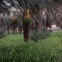 علوفه