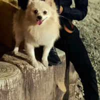 سگ پامر