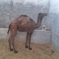 هاشی ماده