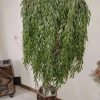 درخت مصنوعی بید مجنون پر حجم