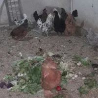 مرغ وخروس