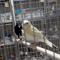 جوجه قناری سیلور