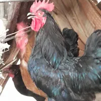 خروس سیاه مشکی