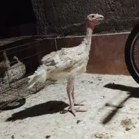 بوقلمون سالم
