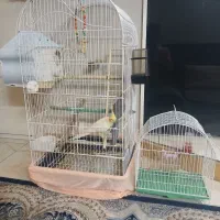 عروس هلندی