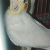 عروس هلندی