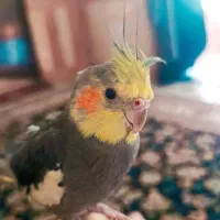 یک عروس هلندی گمشده
