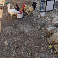 دوتا خروس