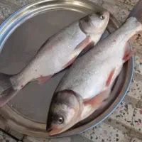 ماهی غزل تازه زنده زنده